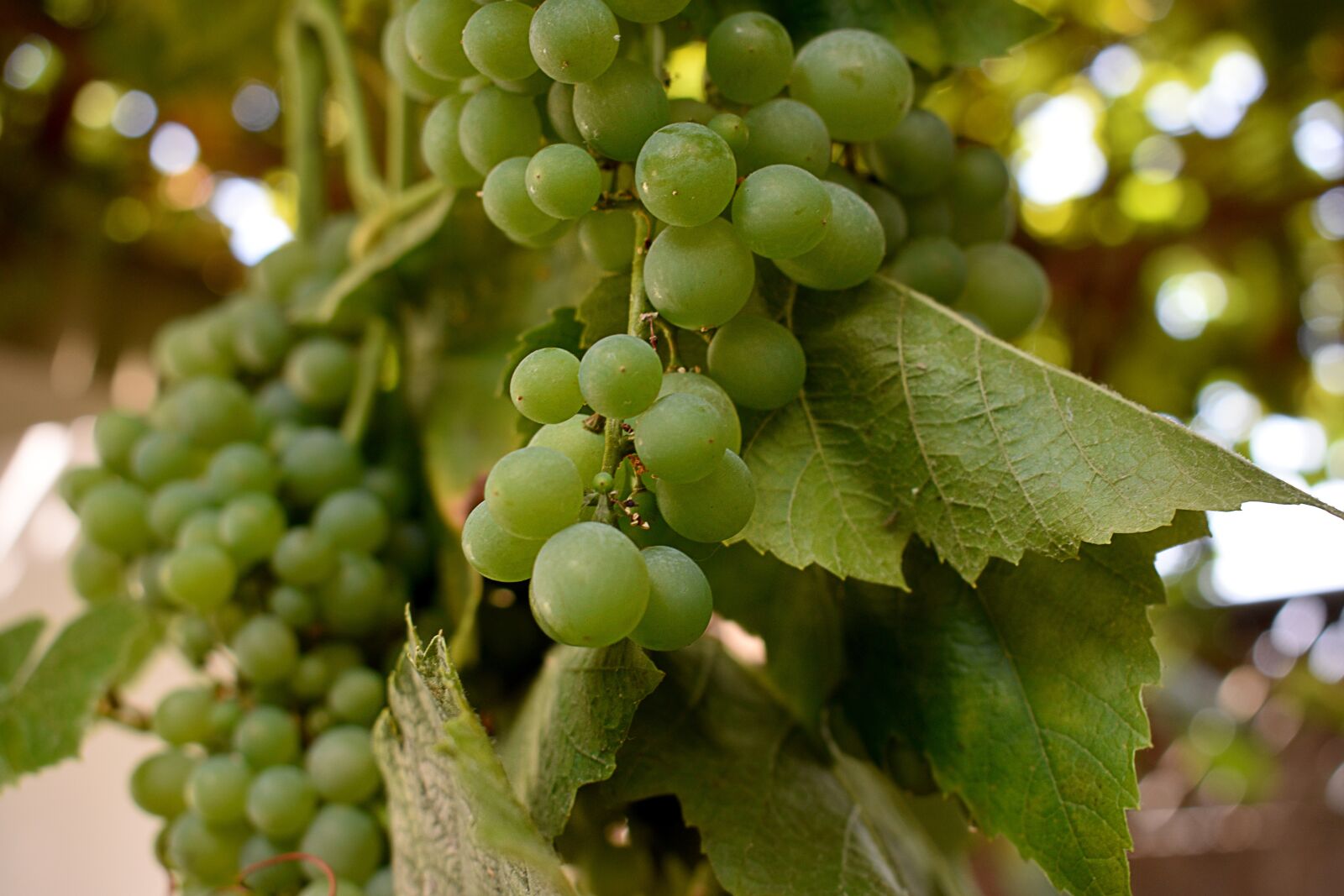 Nikon D3400 sample photo. Grapes, grape, vine photography