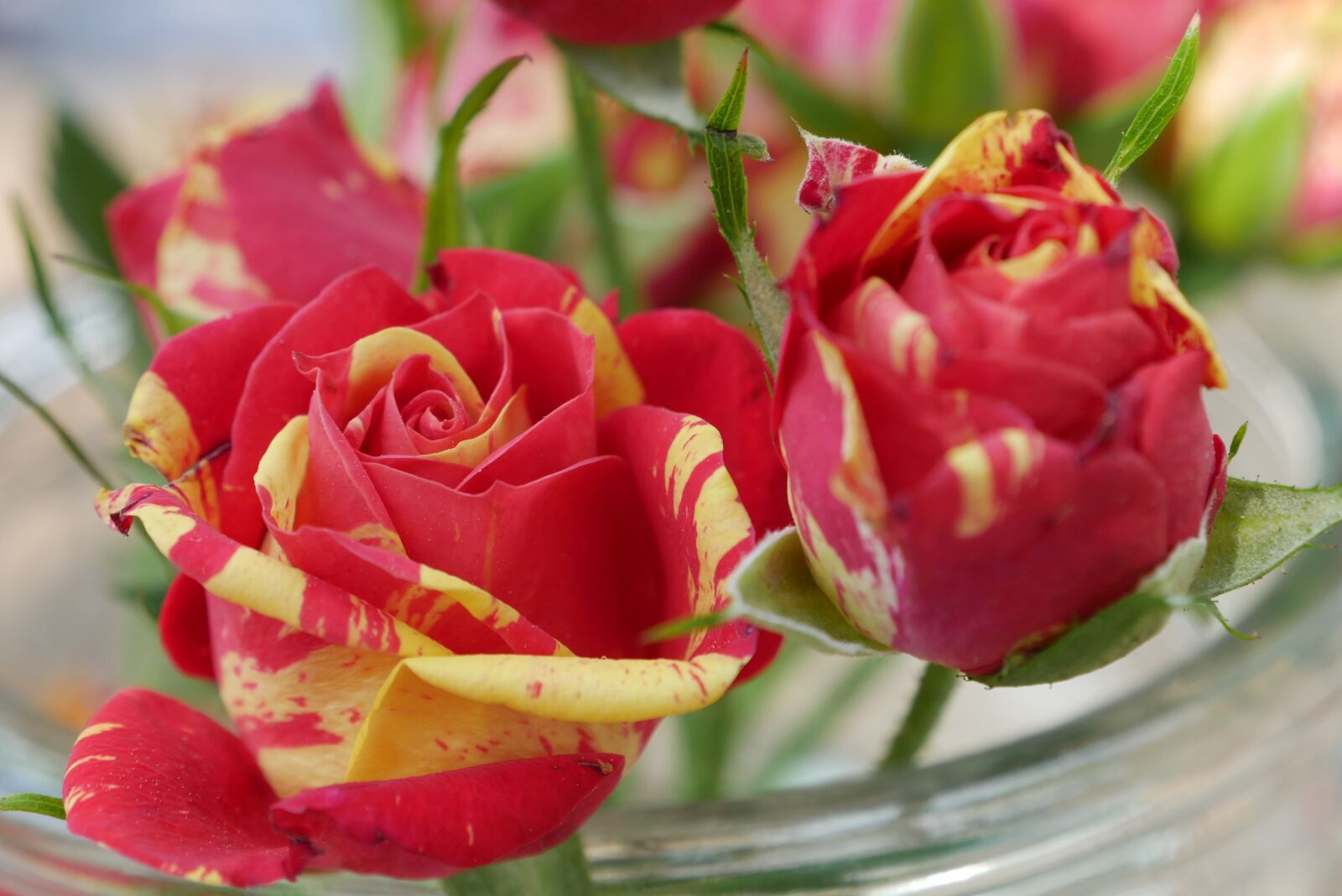 Panasonic DMC-G70 sample photo. Flower, rose, nature photography
