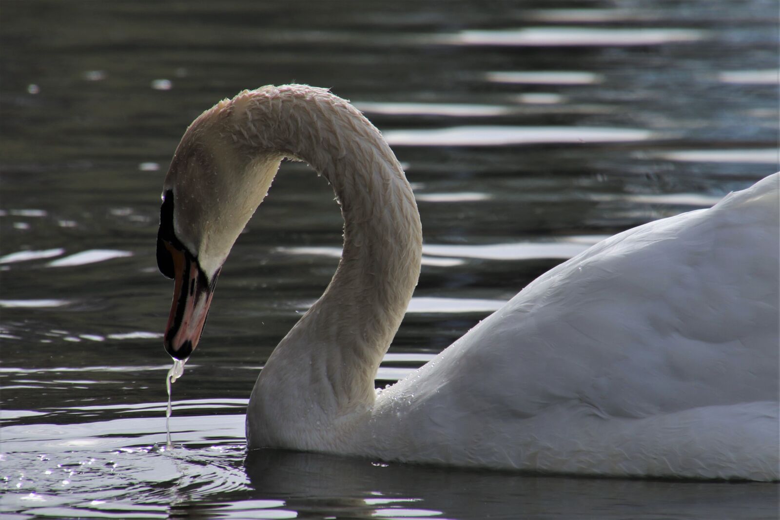 Canon EOS 80D sample photo. Swan, wet, white photography