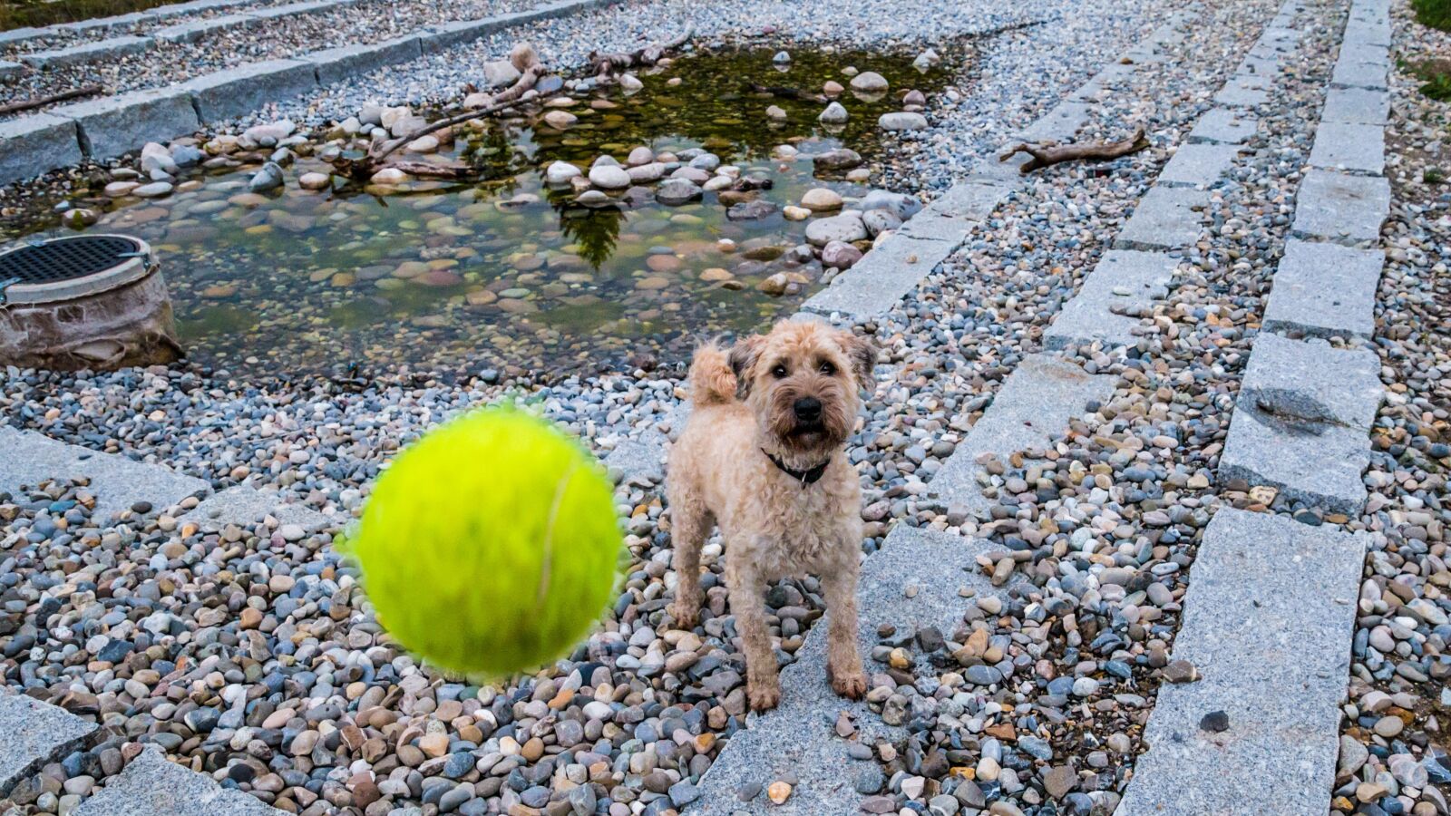 Canon EOS 70D sample photo. Dog, ball, play photography