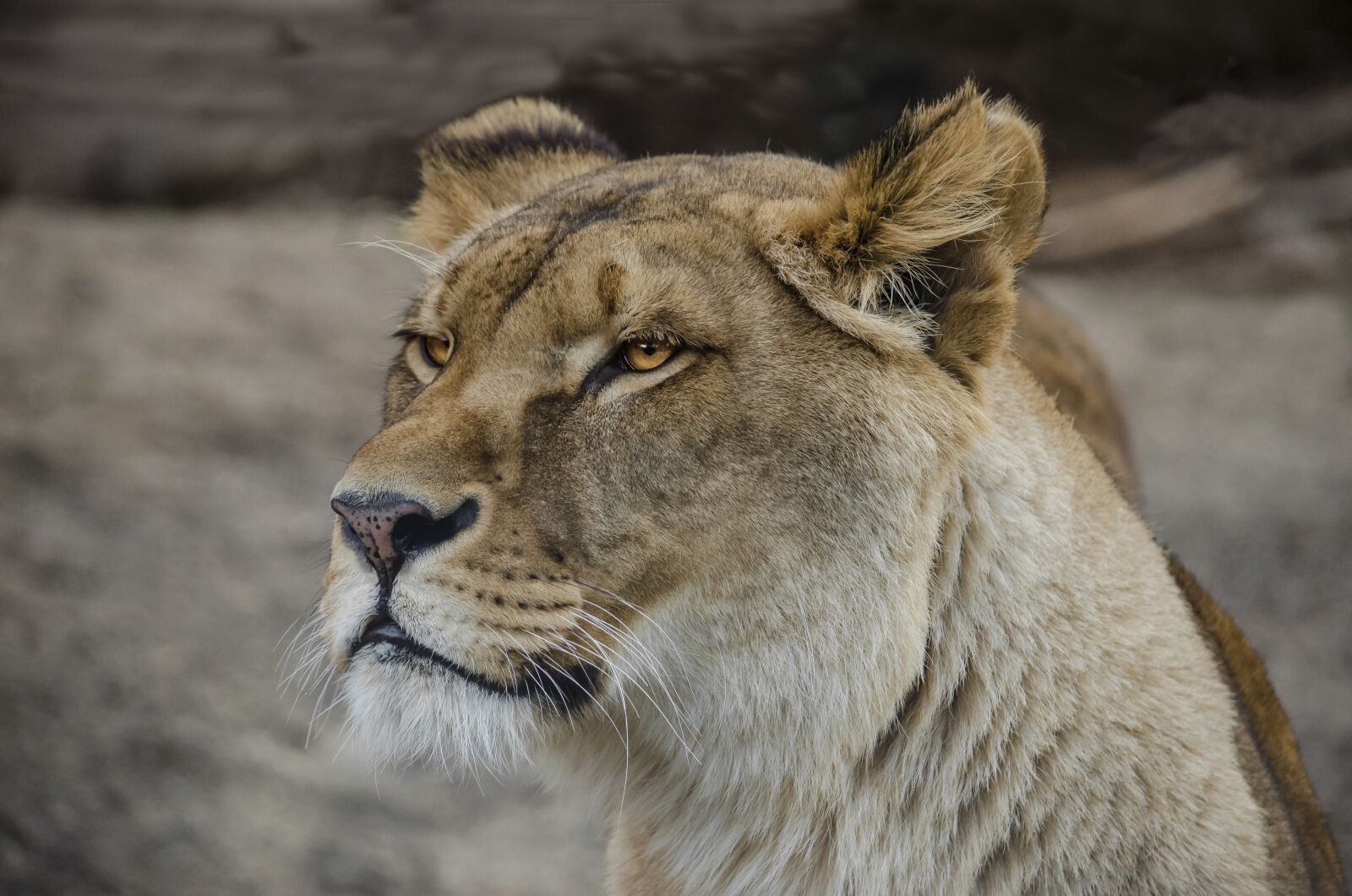 Nikon D5100 sample photo. Lion, big cat, lioness photography