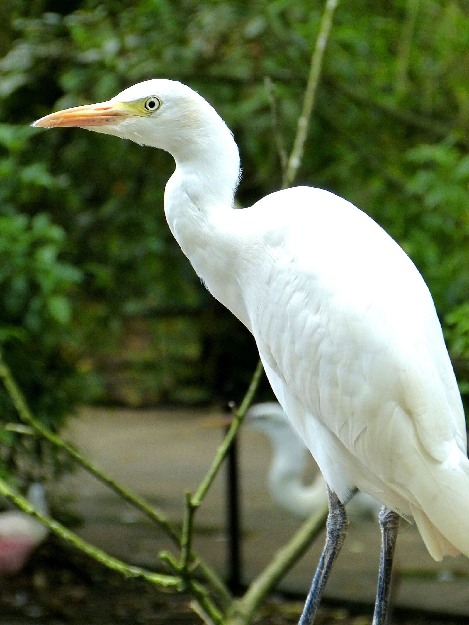 Panasonic Lumix DMC-FZ150 sample photo. Birds, heron, animals photography