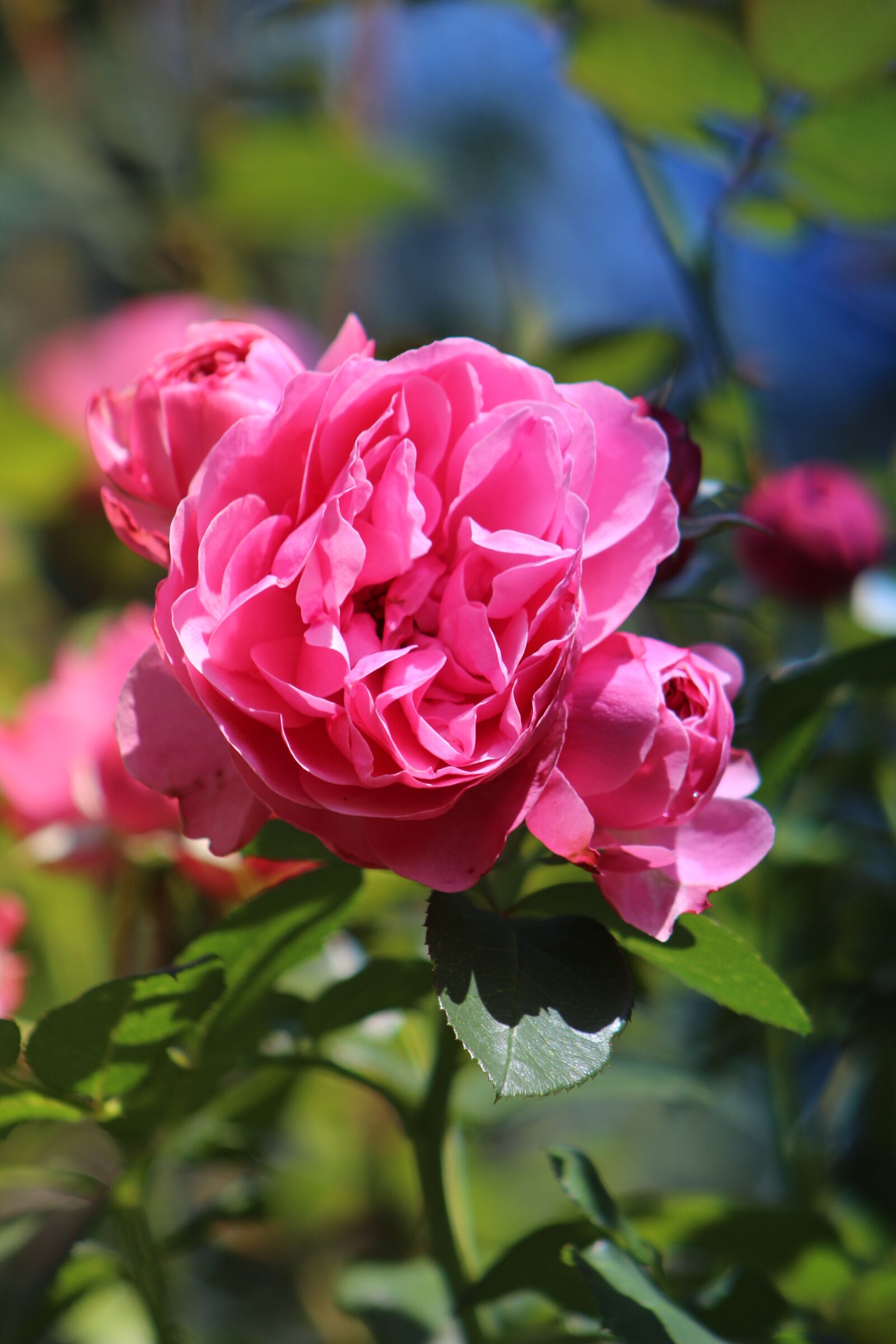 Canon EF75-300mm f/4-5.6 sample photo. Nature, summer, flower photography