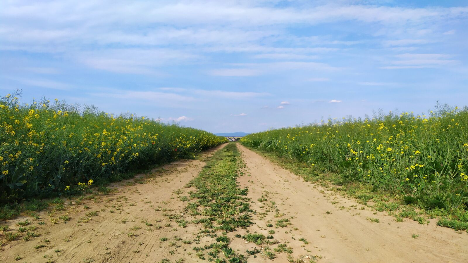 Xiaomi Redmi Note 7 sample photo. Field, path, nature photography