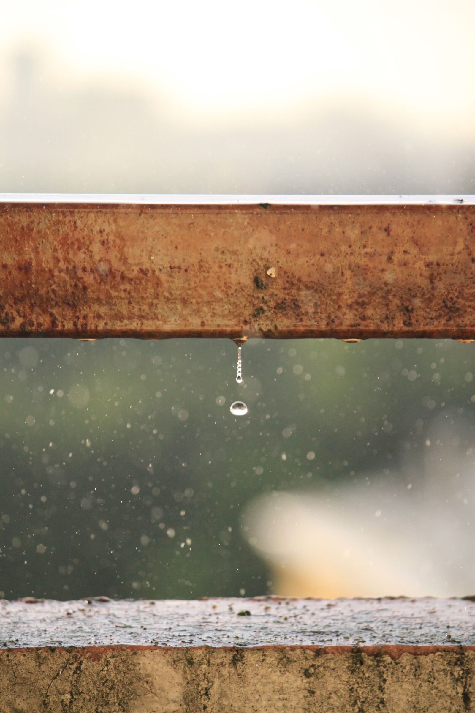 Canon EOS 7D sample photo. Rain, drop, bossage photography