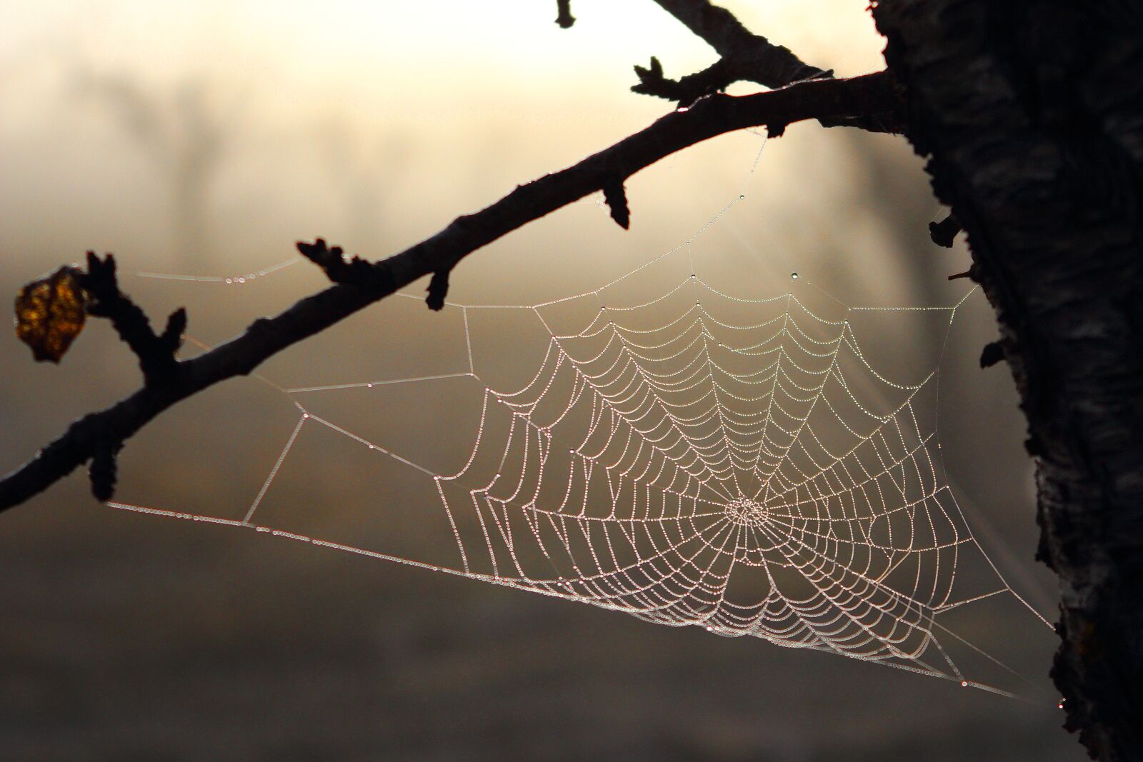 Canon EOS 1200D (EOS Rebel T5 / EOS Kiss X70 / EOS Hi) sample photo. Autumn, web, spider photography