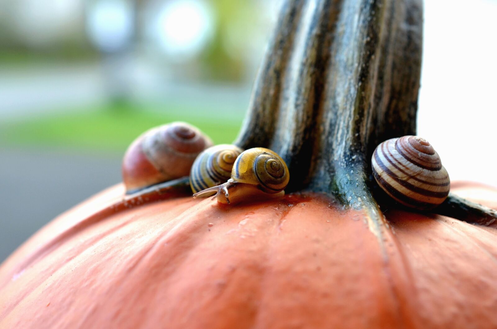 Nikon D5100 sample photo. Peduncle, pumpkin, snail, invertebrate photography