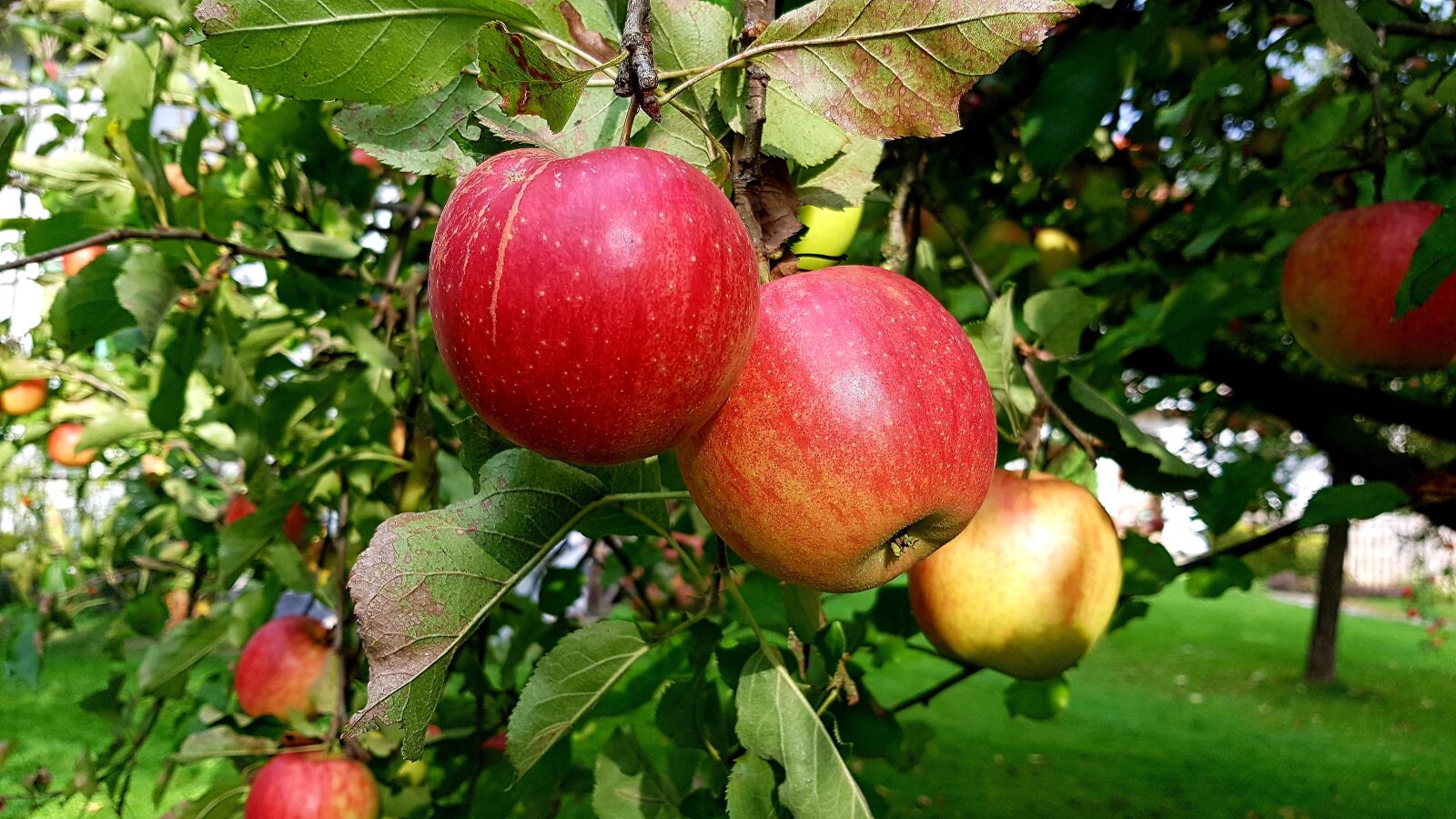 Samsung Galaxy S7 Edge sample photo. Apple, ripe, red photography