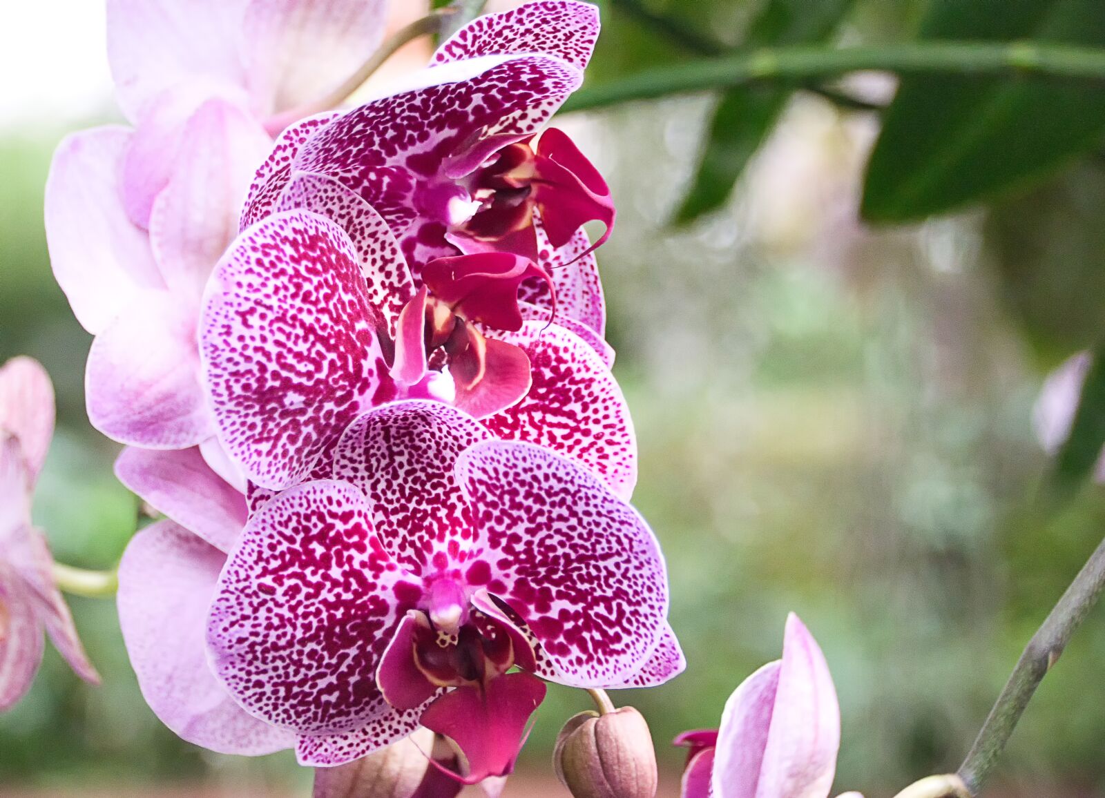 Sony ILCA-77M2 sample photo. Orchid, red, flower photography