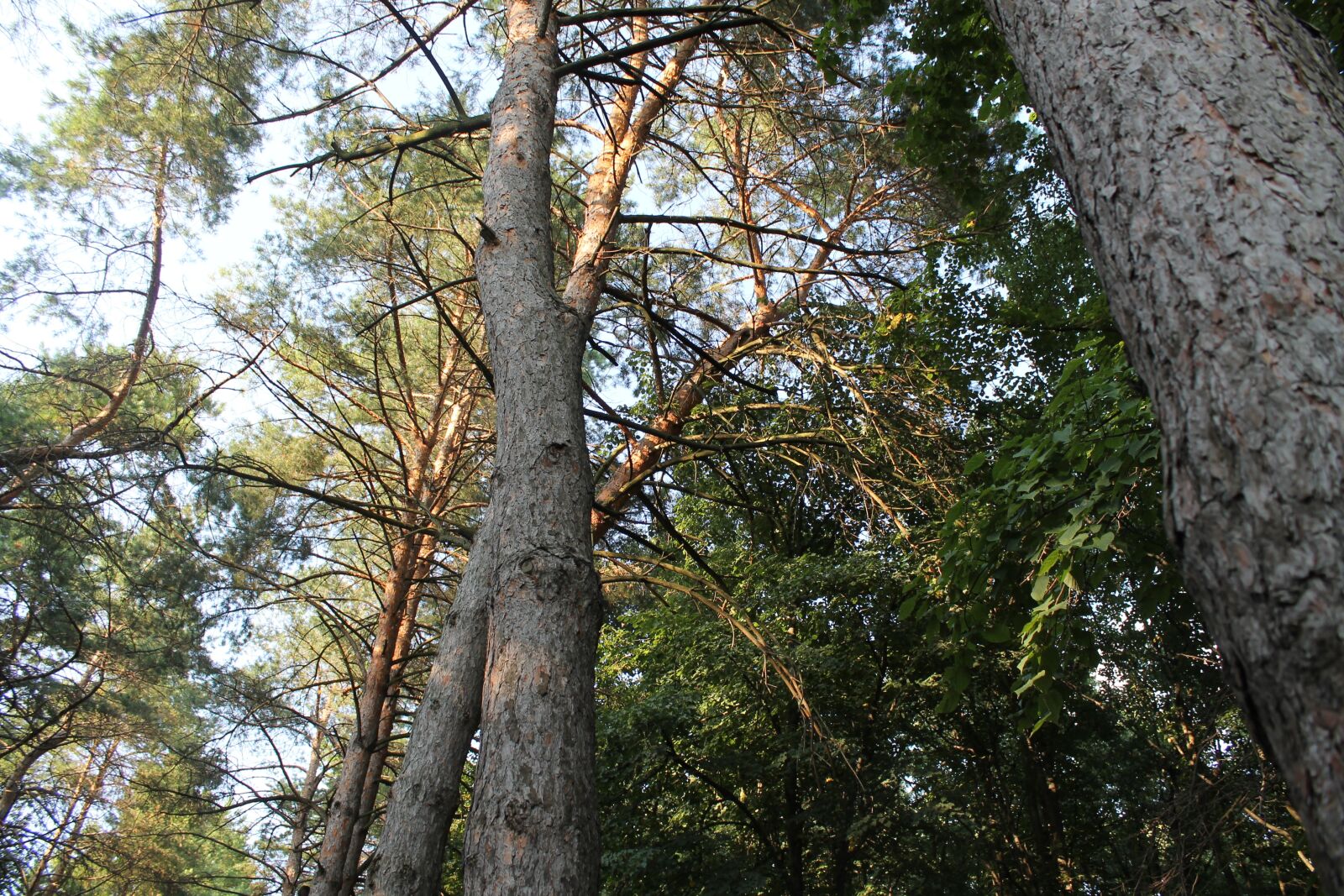 Canon EOS 1100D (EOS Rebel T3 / EOS Kiss X50) sample photo. Nature, tall trees, tree photography