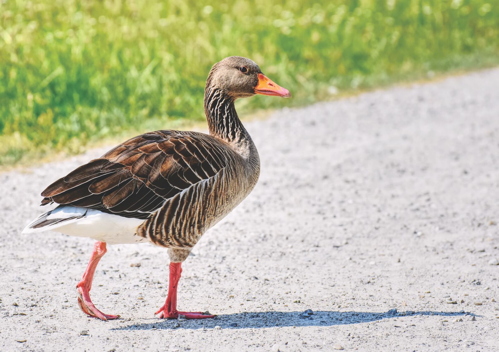 Nikon D7200 sample photo. Goose, wild bird, wild photography