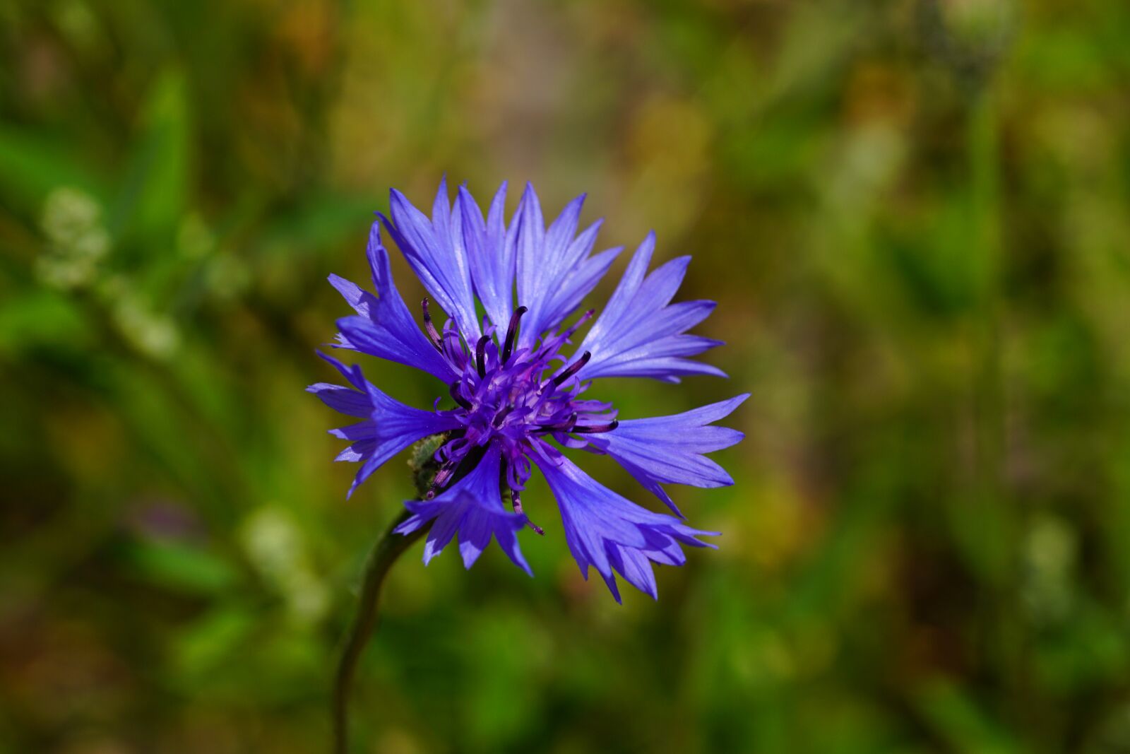 Sony SLT-A68 sample photo. Cornflower, blossom, bloom photography