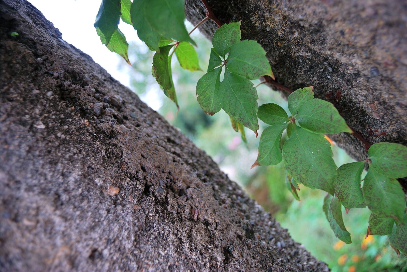 Nikon D60 sample photo. Ivy, plant, creeper photography
