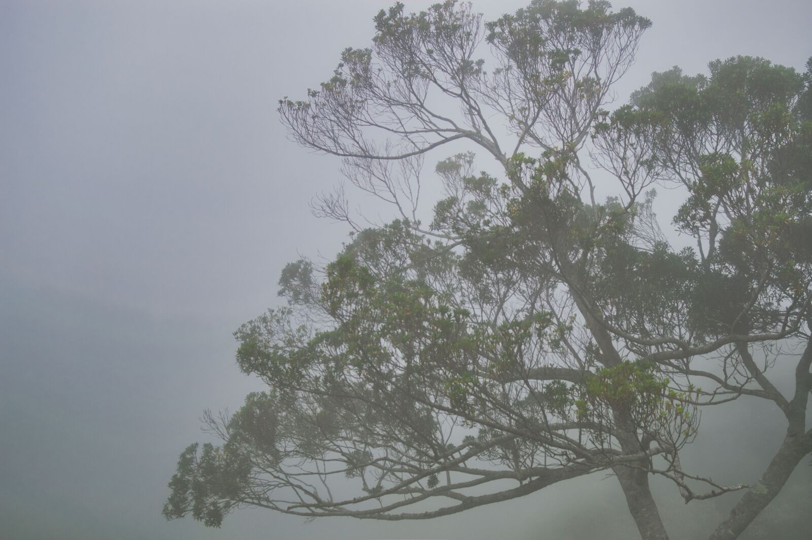Nikon D3200 sample photo. Costa rica, trunk, tree photography
