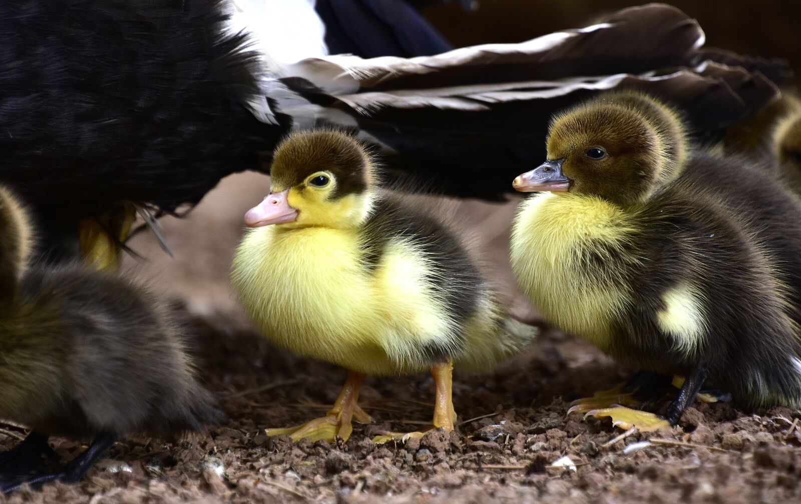 Nikon D7200 sample photo. Birds, ducks, feathers photography
