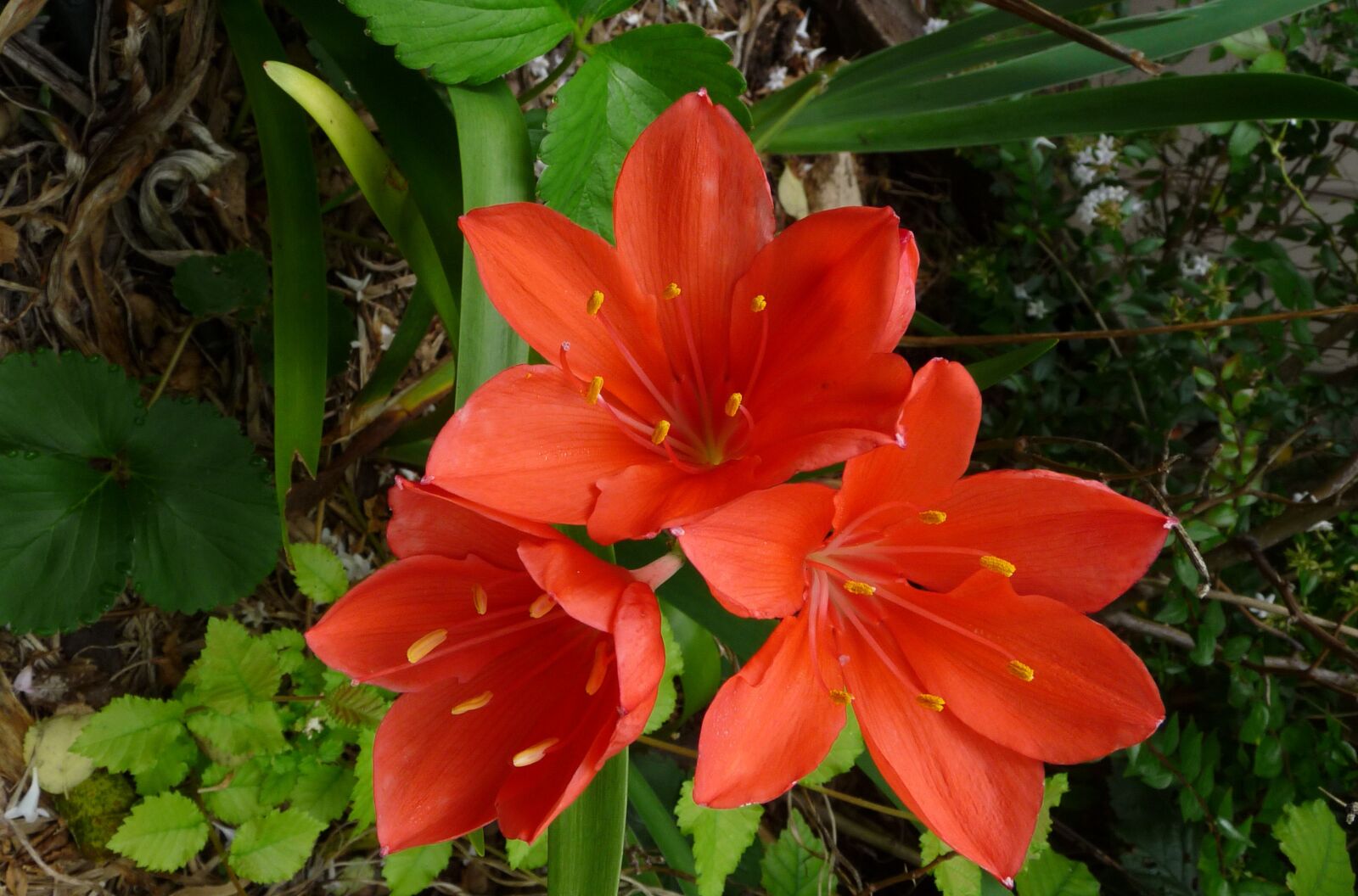 Panasonic Lumix DMC-FZ28 sample photo. Flower, bulb, orange photography