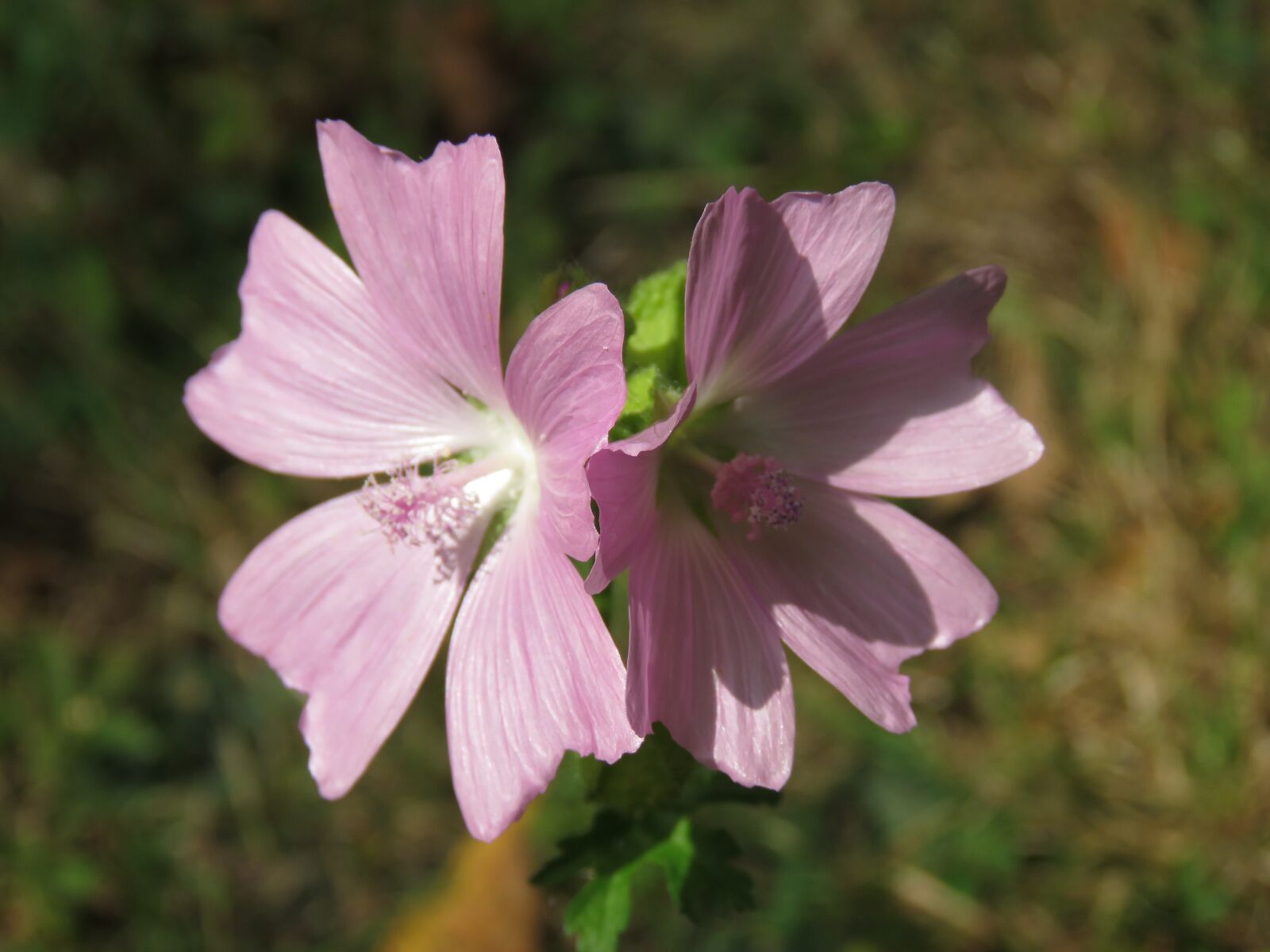 Canon PowerShot SX60 HS sample photo. Flower, nature, summer flowers photography