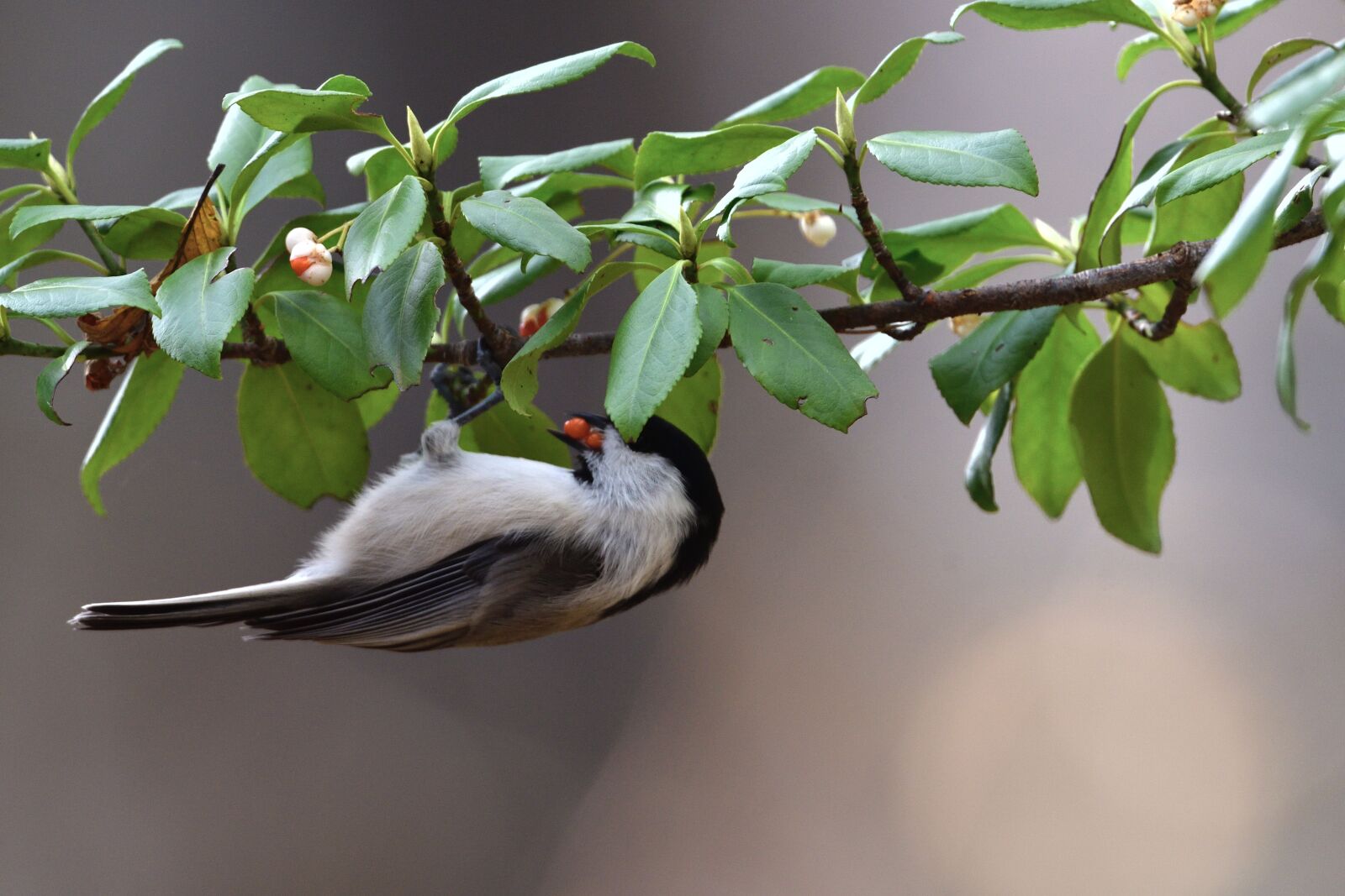 Nikon D500 sample photo. Natural, wood, bird photography