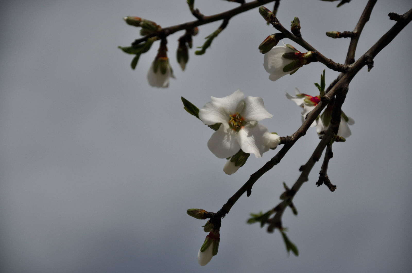 Nikon D90 sample photo. Bench, flower, white photography
