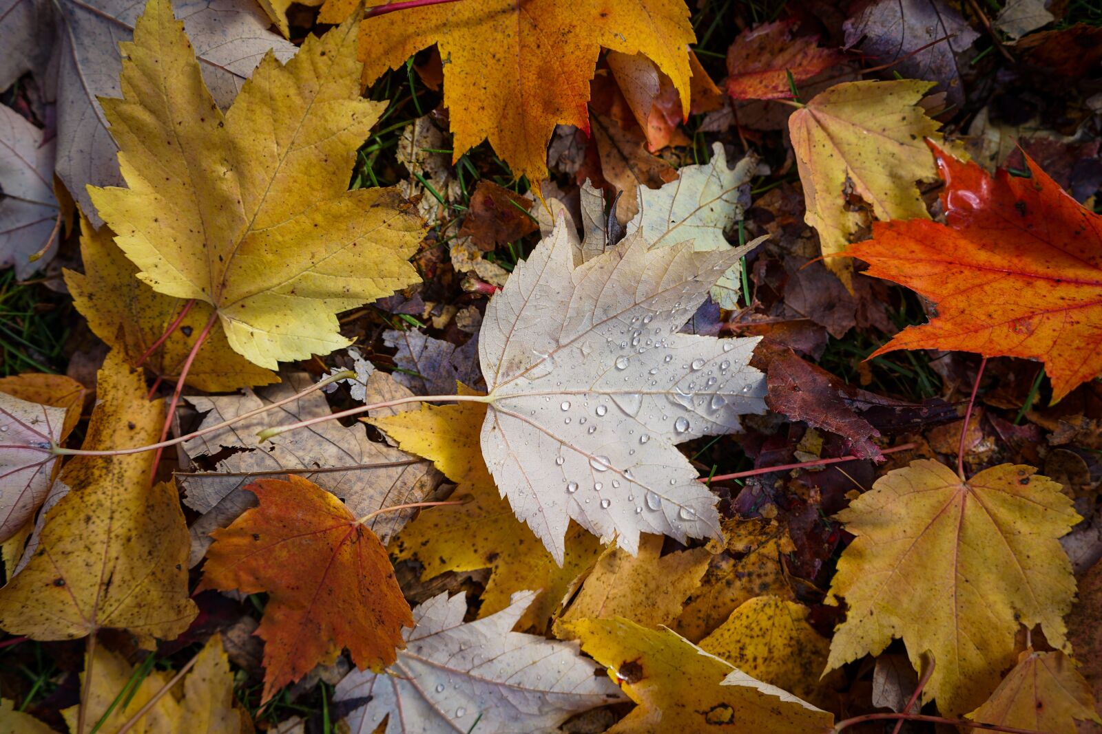 Sony a7 II + Sony FE 28-70mm F3.5-5.6 OSS sample photo. Leaves, fall, autumn photography