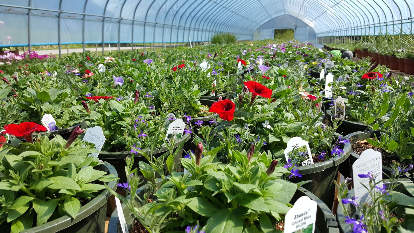 Samsung Galaxy Note5 sample photo. Plants, nursery, flower photography