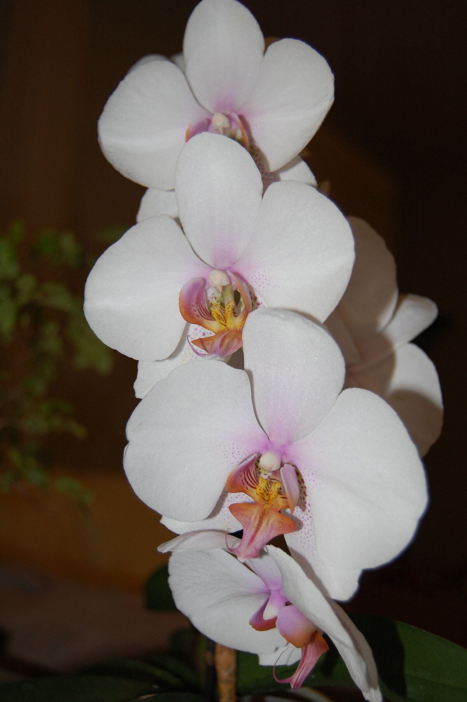 Nikon D40 sample photo. Orchid, plant, bloom photography