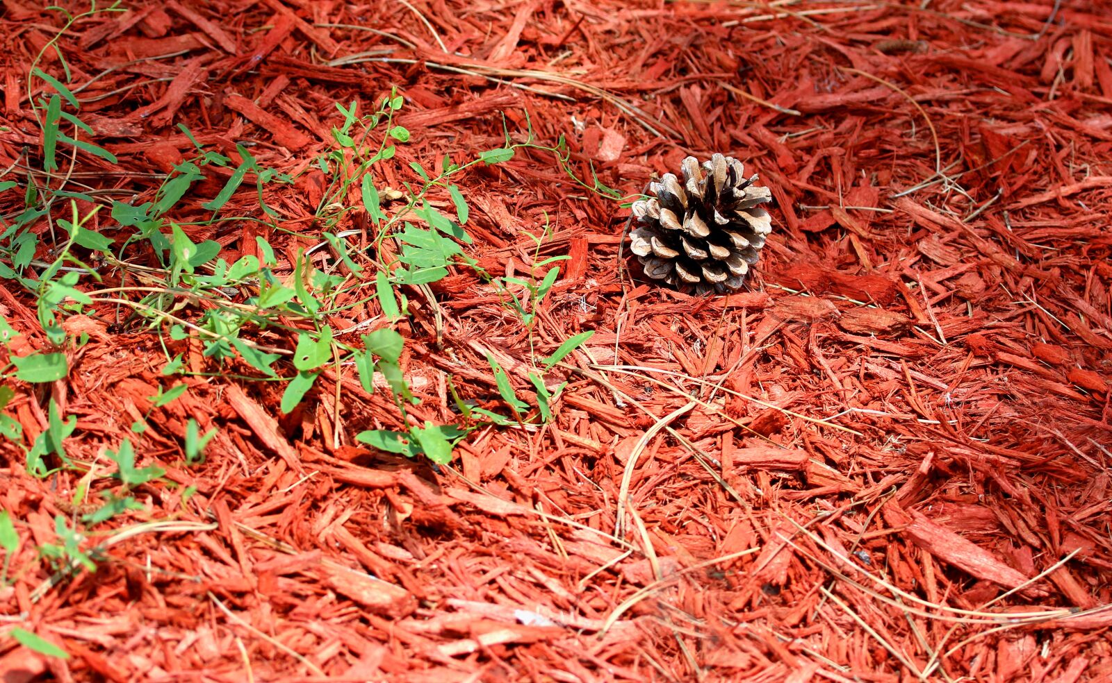 Canon EF 100-400mm F4.5-5.6L IS USM sample photo. Pinecone, pine, tree photography