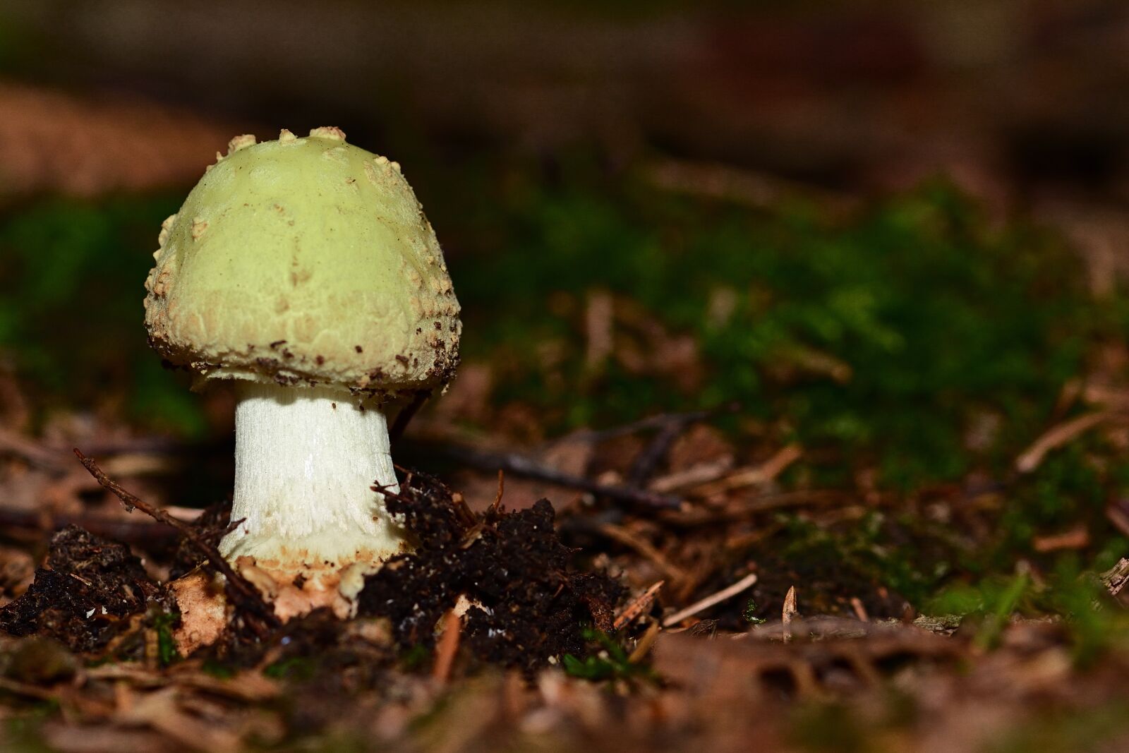 Nikon D5200 sample photo. Nature, forest, mushroom photography