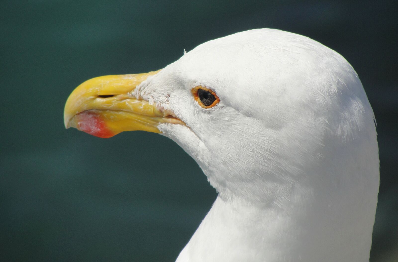 Sony Cyber-shot DSC-H20 sample photo. Seagull, close-up, bird photography