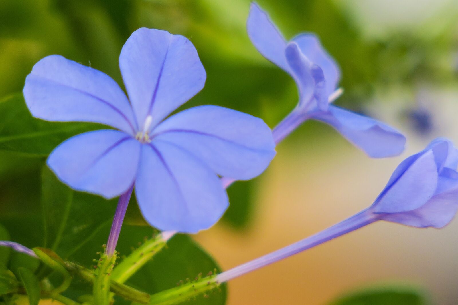 Canon PowerShot G3 X sample photo. Blue flower dan, flower photography