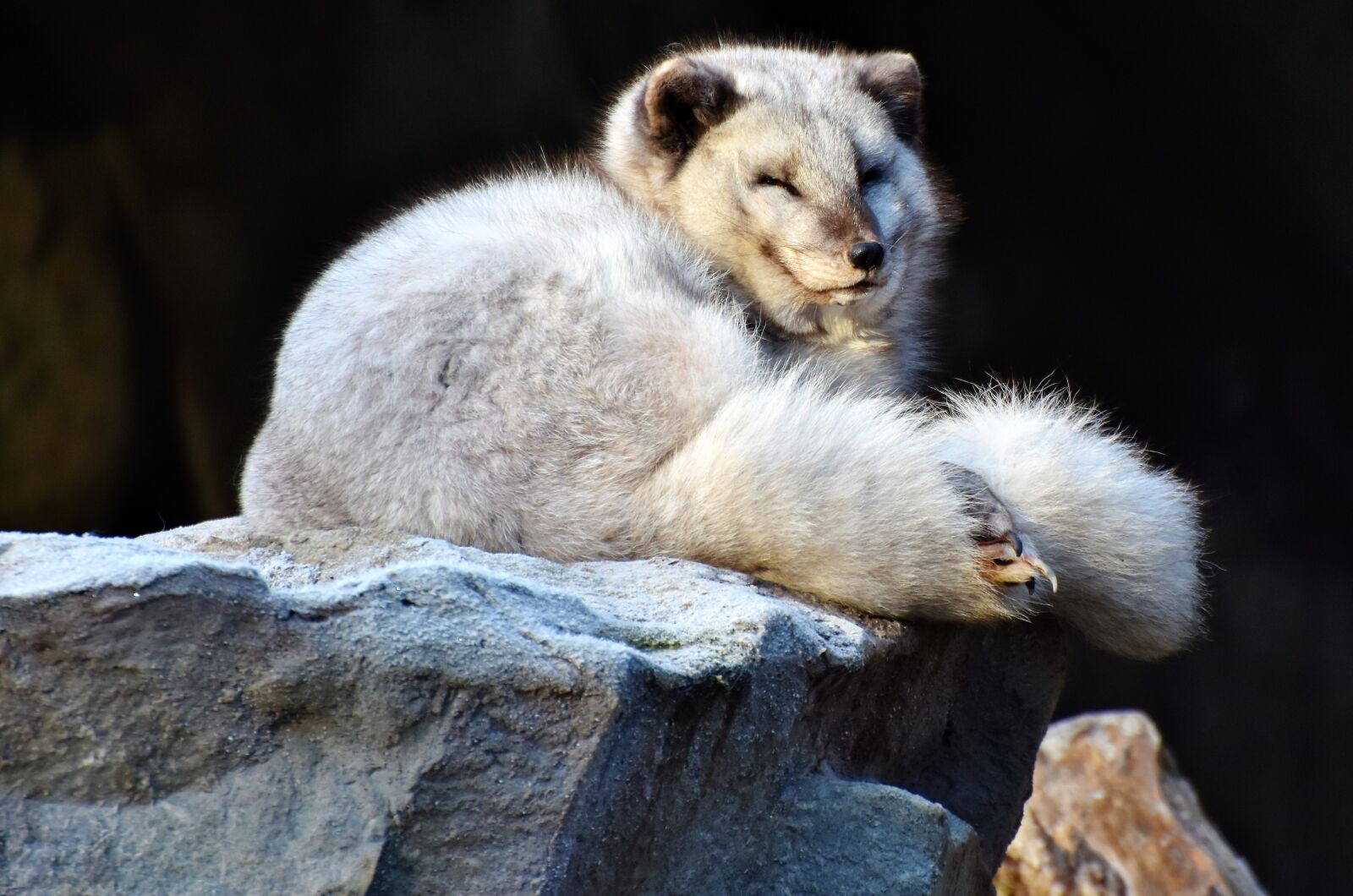 Nikon D7200 sample photo. Arctic fox, fuchs, wild photography
