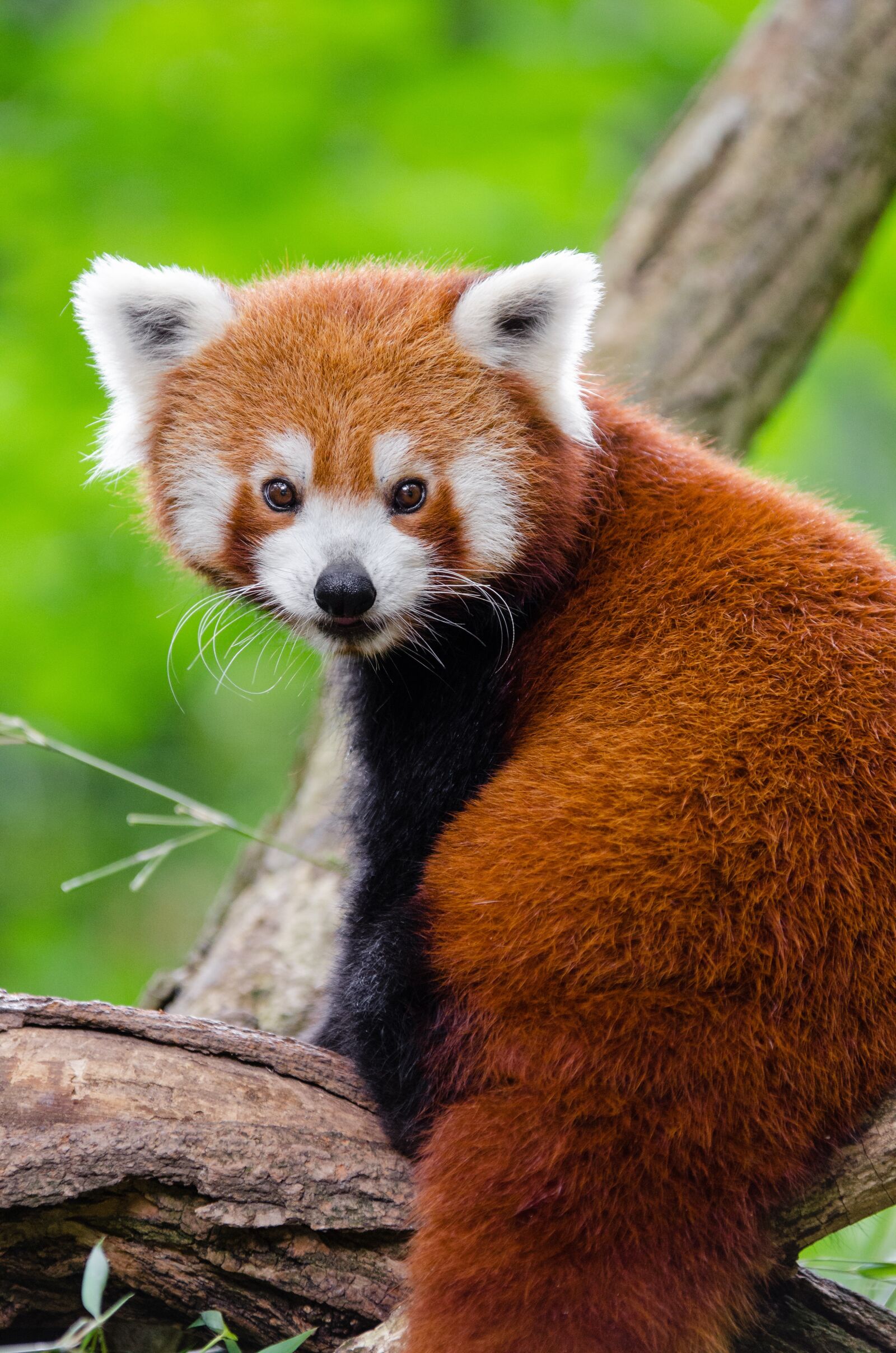 Nikon D7000 sample photo. Adorable, red panda, animal photography