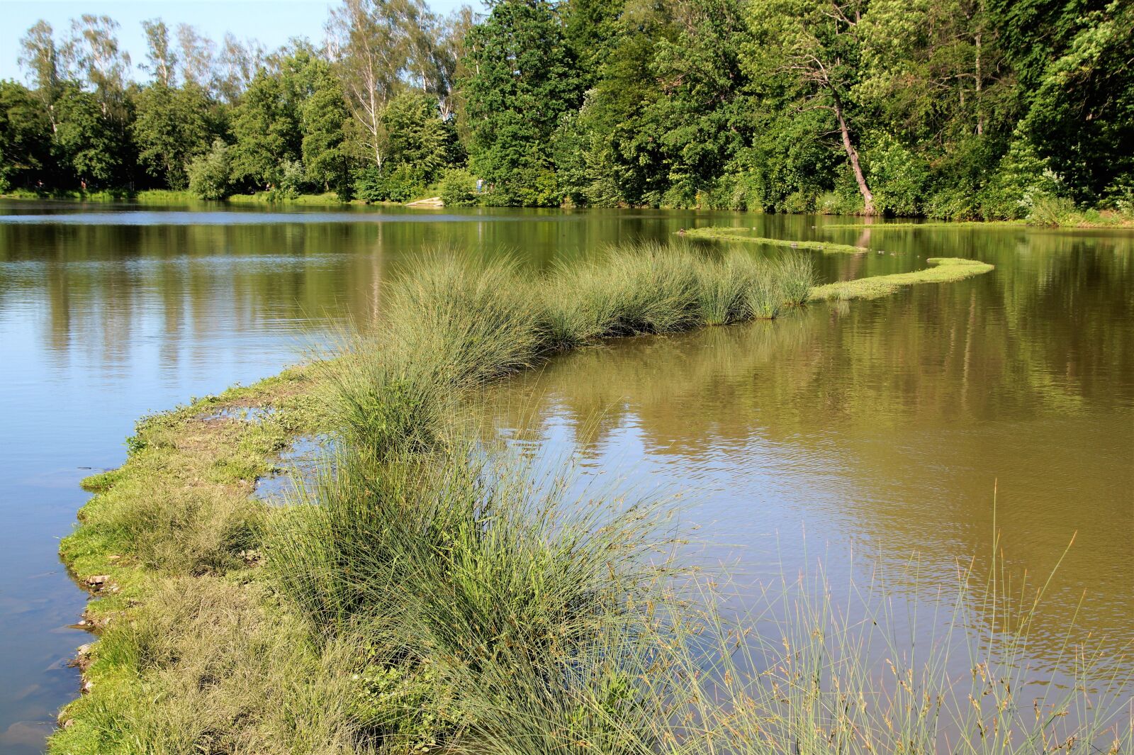 Sony SLT-A58 sample photo. Pond, nature, the vegetation photography