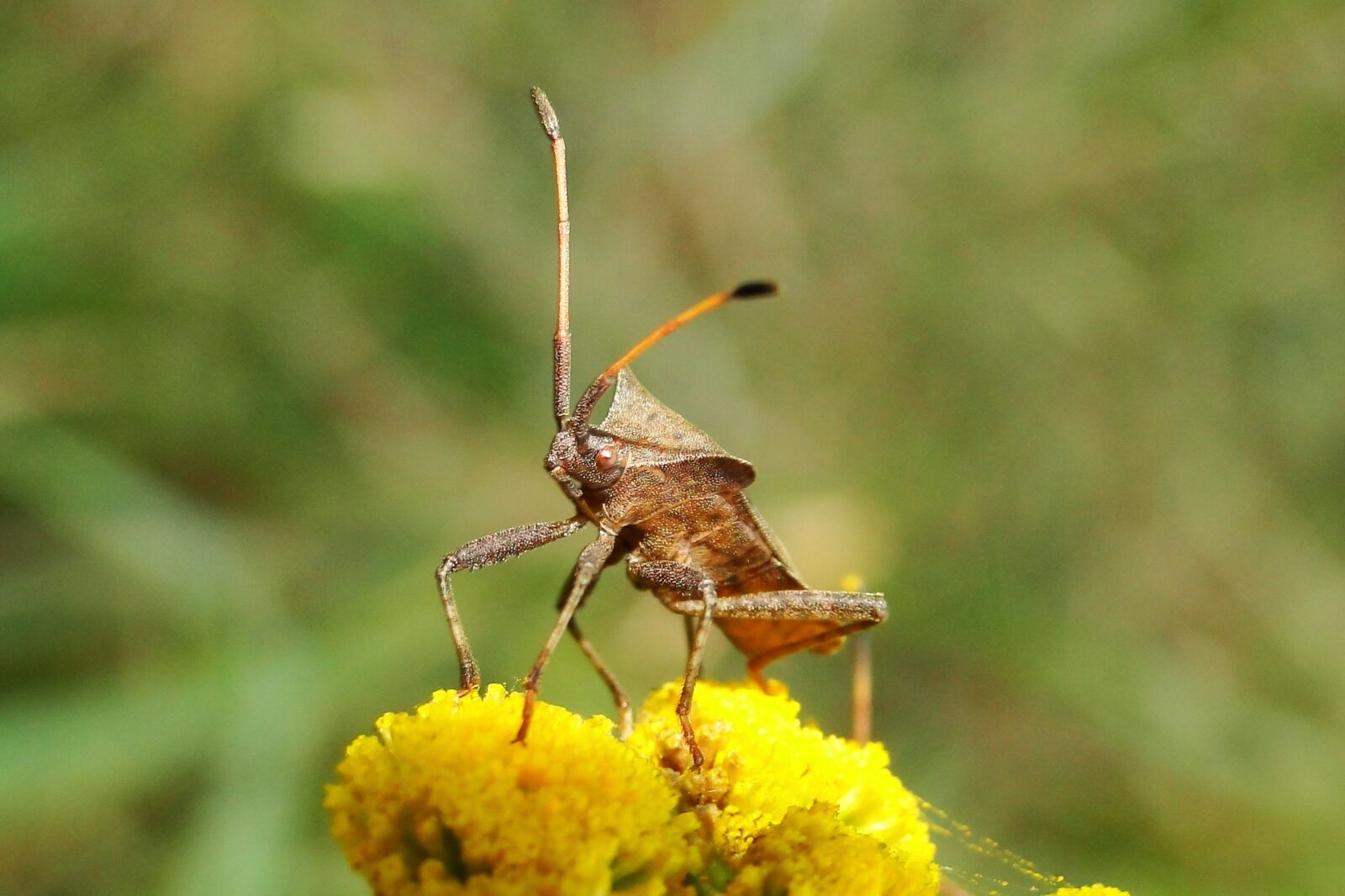 Sony Cyber-shot DSC-HX1 sample photo. Nature, insect, at the photography