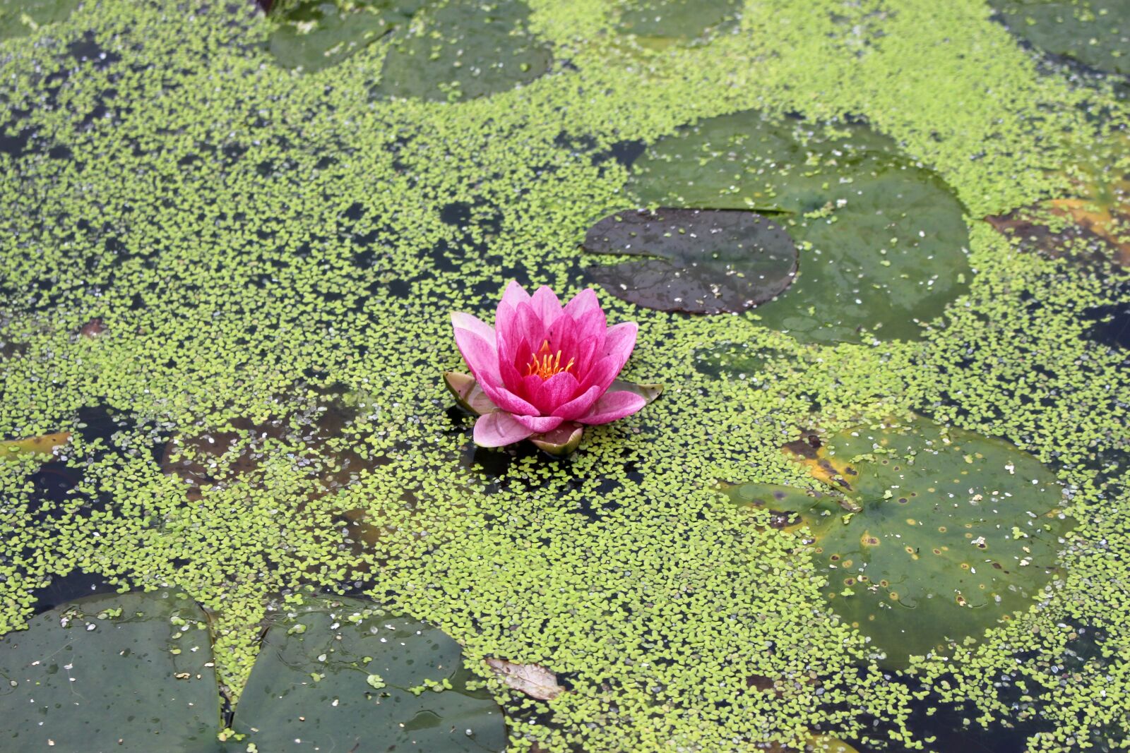 Canon EOS 700D (EOS Rebel T5i / EOS Kiss X7i) sample photo. Water lily, flower, lily photography