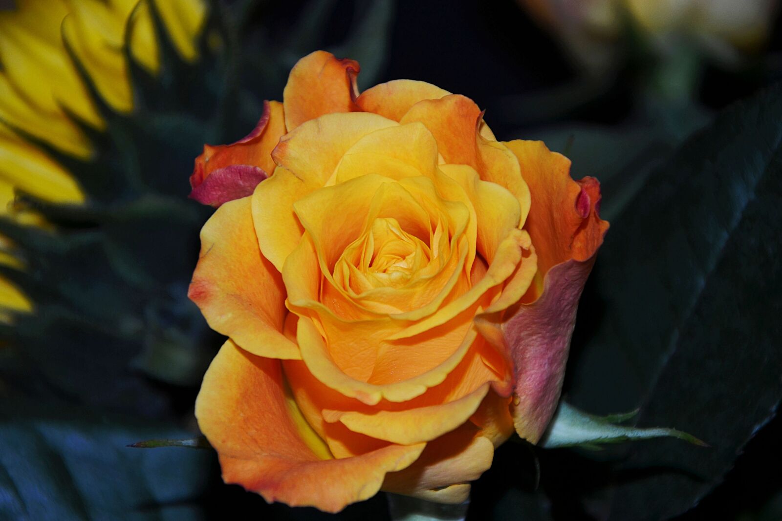 Nikon D5100 sample photo. Rose, blossom, bloom photography