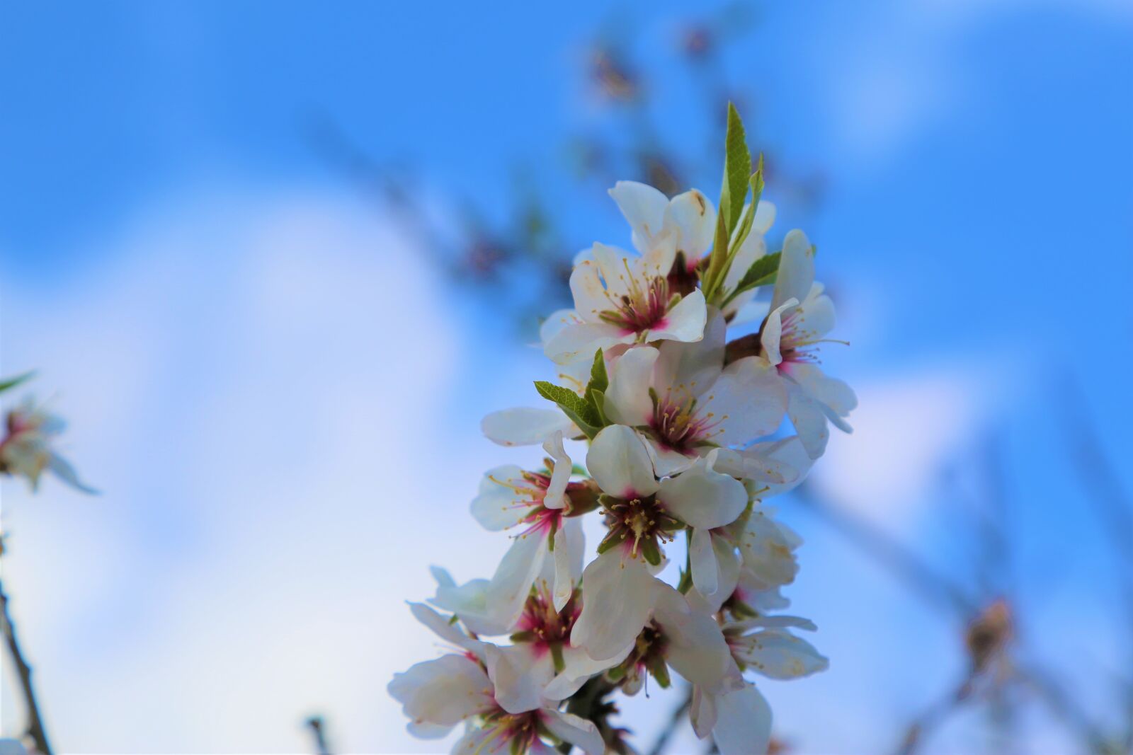Canon EF 24-105mm F4L IS USM sample photo. Flower, nature, plant photography