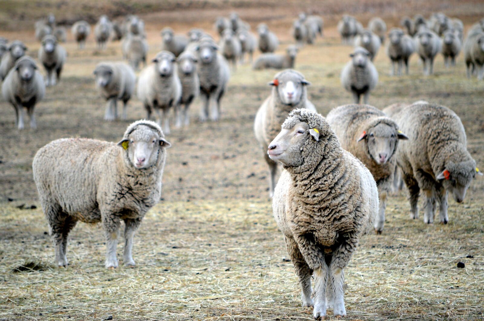 Nikon D3200 sample photo. Montana, sheep, grazing photography