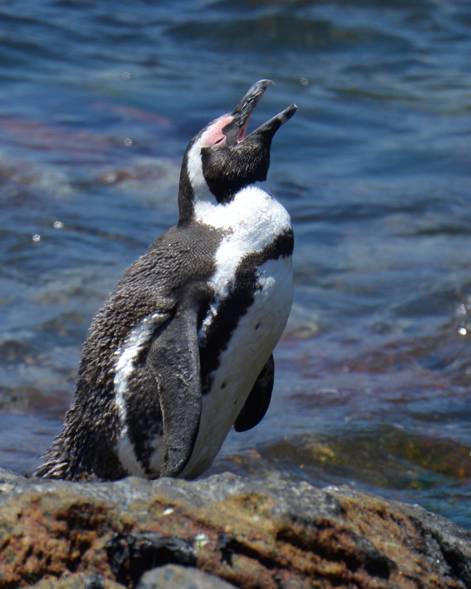 Nikon D600 sample photo. Penguin, south africa, bettys photography