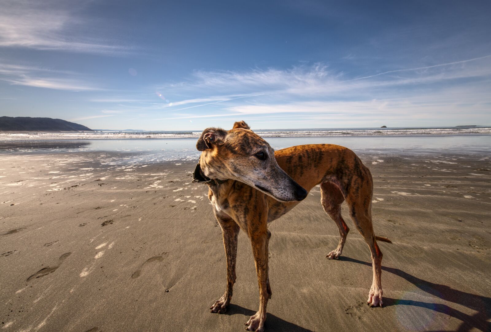 Nikon D850 sample photo. California, coast, dog photography