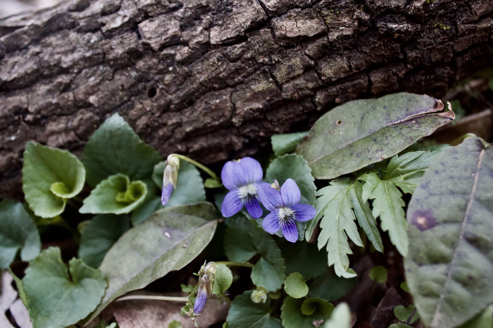 Canon EOS 550D (EOS Rebel T2i / EOS Kiss X4) sample photo. Violet, wildflower, nature photography