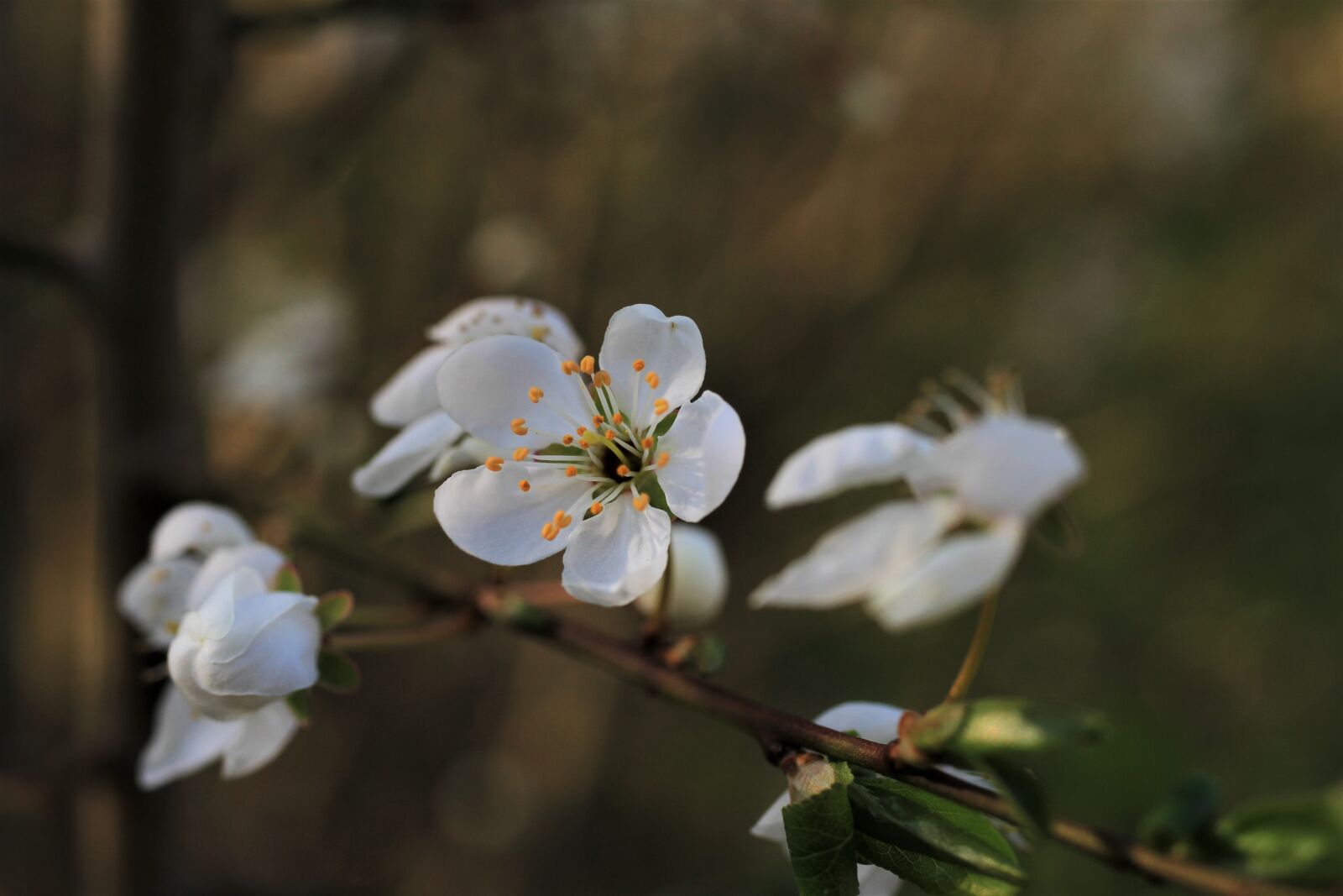 Canon EOS 7D sample photo. Tree, blossom, bloom photography