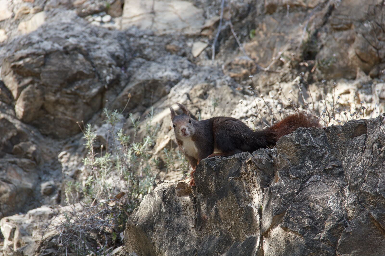 Canon EOS 550D (EOS Rebel T2i / EOS Kiss X4) sample photo. Squirrel, malaga, andalusia photography