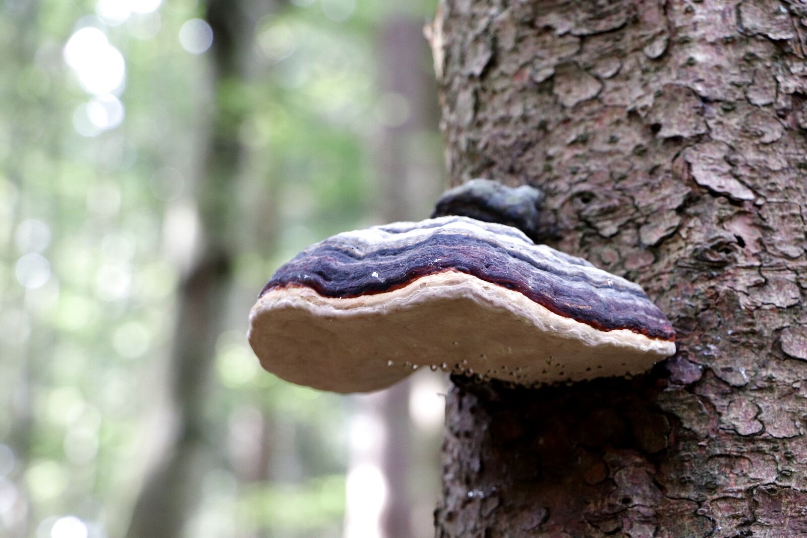 Canon EOS 77D (EOS 9000D / EOS 770D) sample photo. Tree fungus, mushroom, wood photography