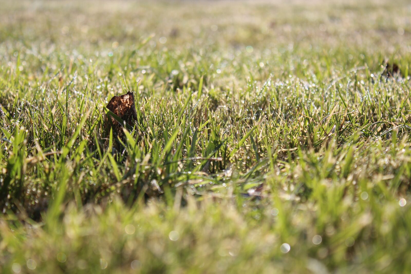Canon EOS 600D (Rebel EOS T3i / EOS Kiss X5) sample photo. Grass, field, nature photography