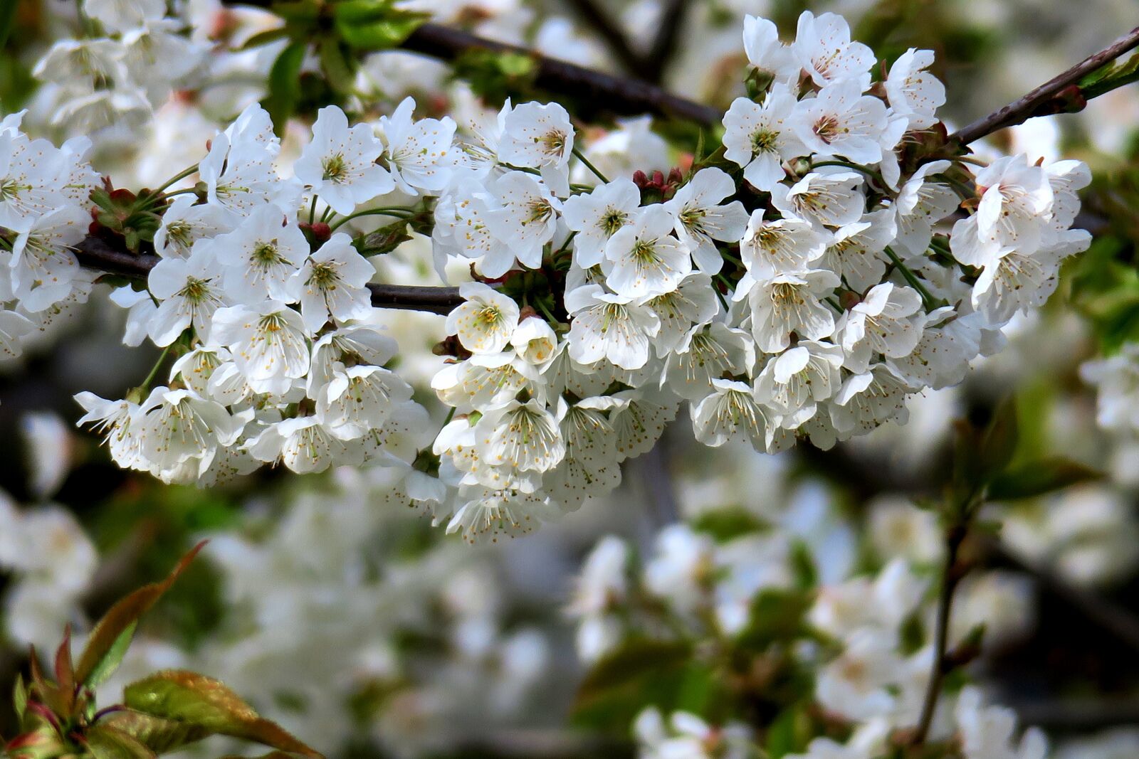 Canon PowerShot G3 X sample photo. Cherry, cherry blossom, white photography