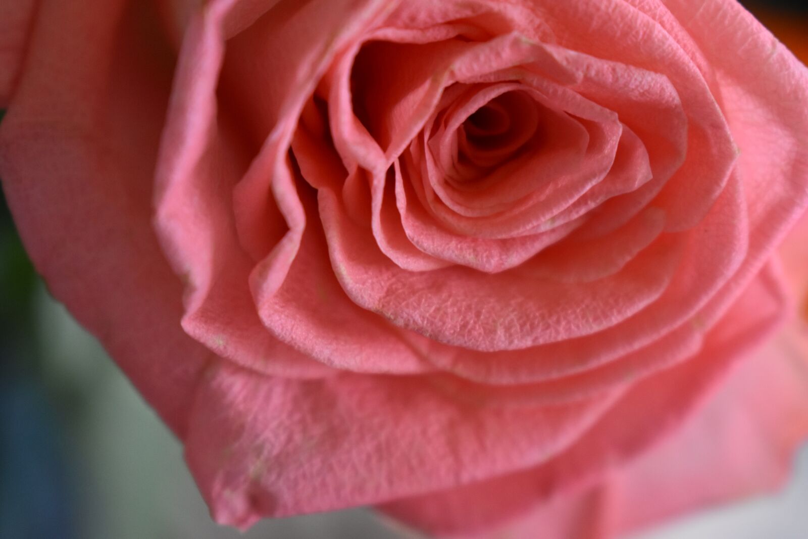 Nikon D3400 sample photo. Hermosa, rosa, cool photography