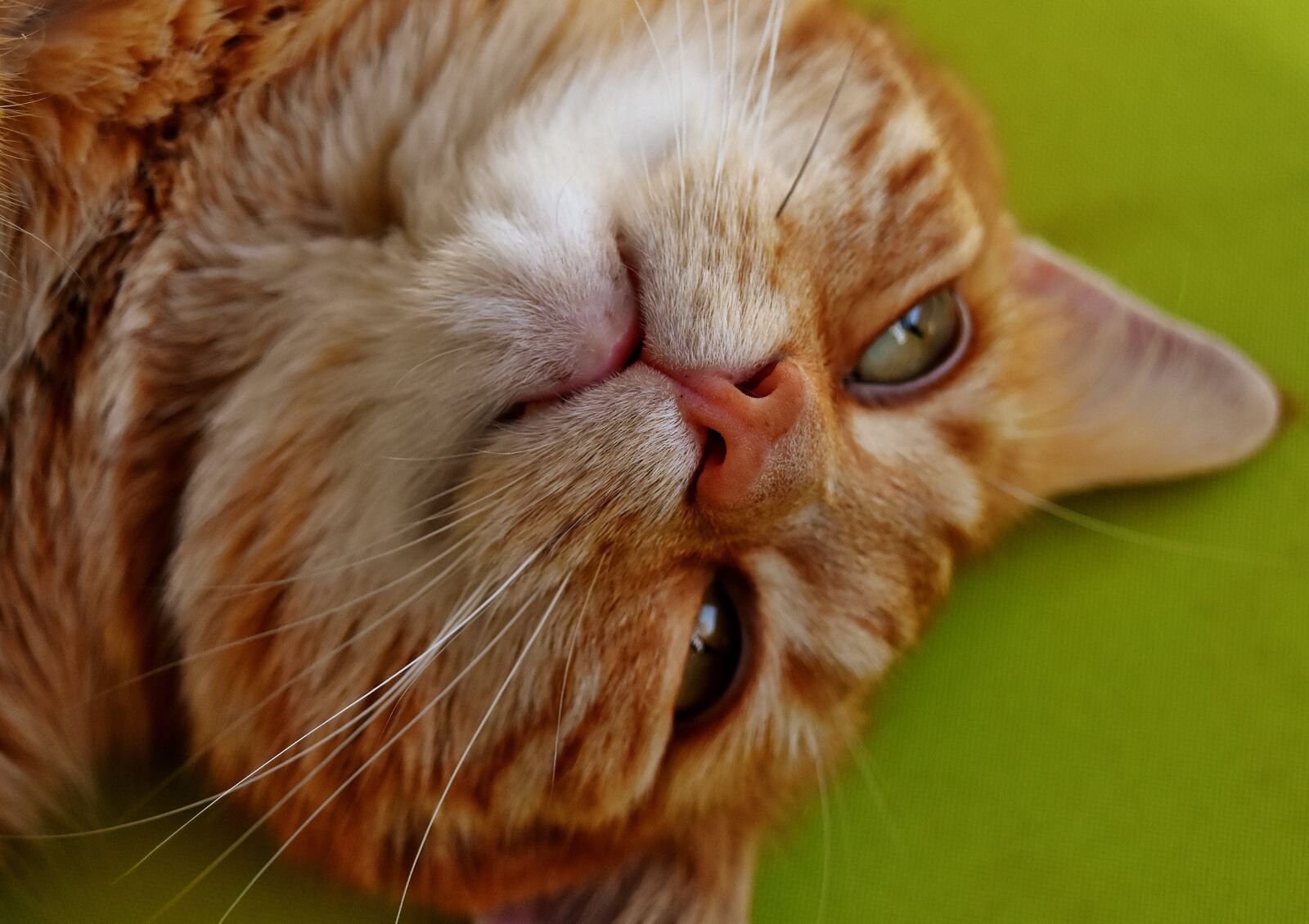 Nikon D7200 sample photo. Cat, mackerel, photograph photography