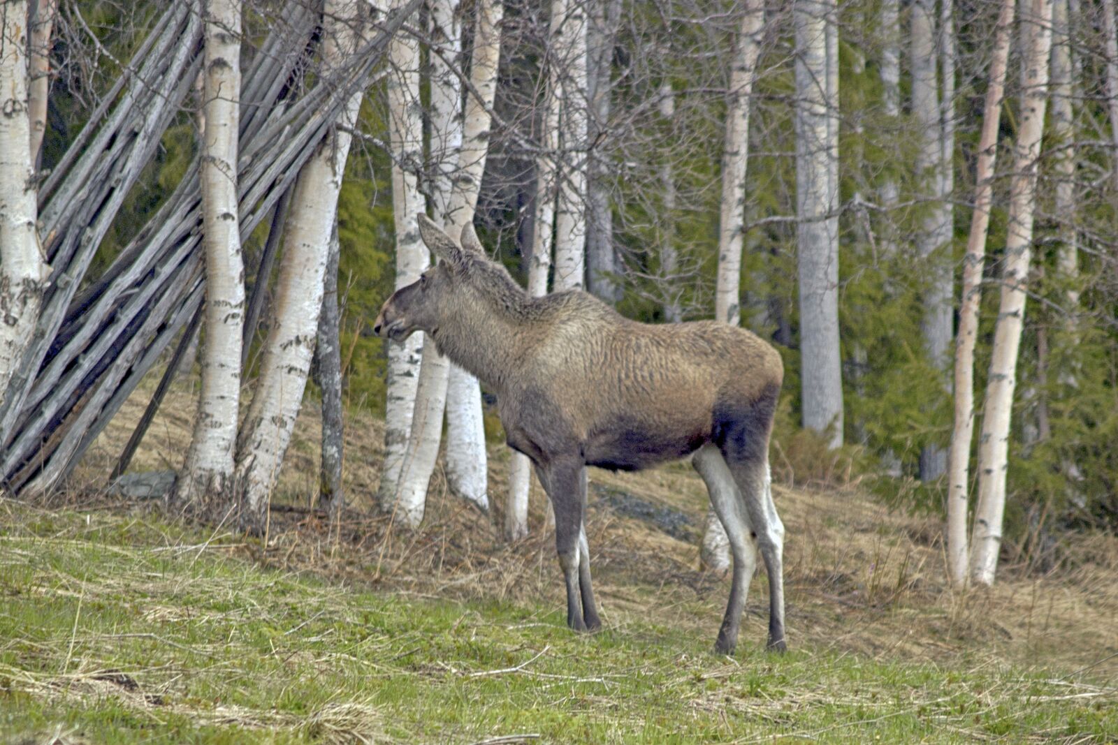 Olympus E-500 (EVOLT E-500) sample photo. Moose, nature, animals photography