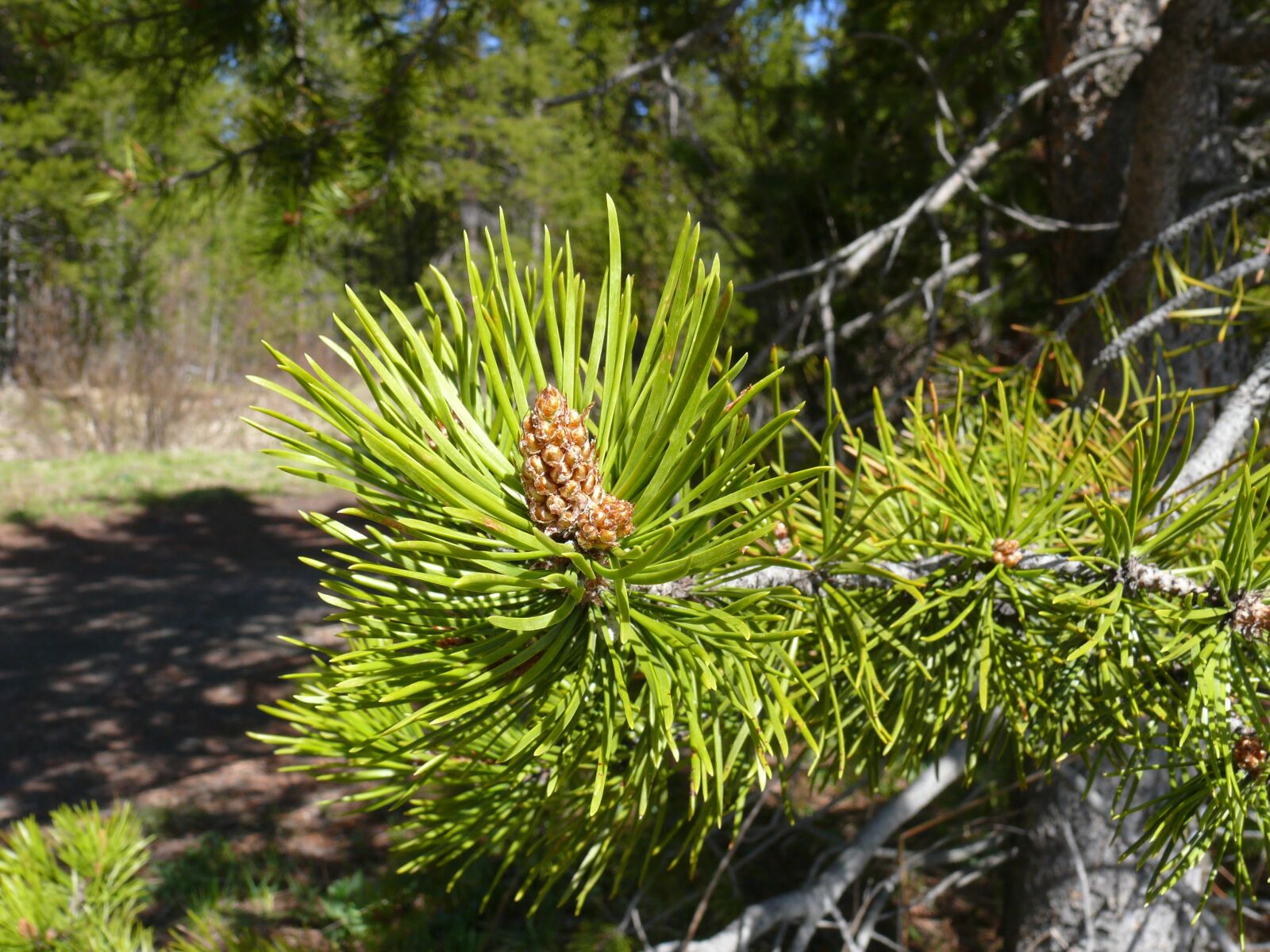 Panasonic DMC-FZ50 sample photo. Pine, pinecone, conifer photography